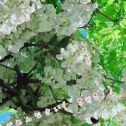 ヒメ日記 2025/06/11 18:04 投稿 あお 熟女の風俗最終章 新潟店