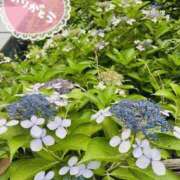 ヒメ日記 2025/08/20 23:09 投稿 あお 熟女の風俗最終章 新潟店