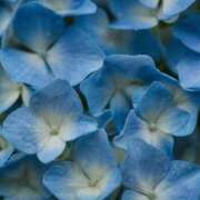 ヒメ日記 2025/06/19 22:13 投稿 成瀬麻友 お姉さんCLUB