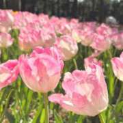 ヒメ日記 2025/10/04 19:57 投稿 成瀬麻友 お姉さんCLUB