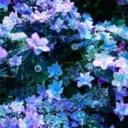 成瀬麻友 月曜日🐾 お姉さんCLUB