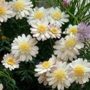 ヒメ日記 2025/12/18 13:19 投稿 成瀬麻友 お姉さんCLUB