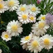 ヒメ日記 2026/04/11 07:27 投稿 成瀬麻友 お姉さんCLUB