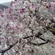 ヒメ日記 2025/04/16 22:57 投稿 相沢 あなたに逢いたくて