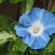 ヒメ日記 2025/08/07 09:07 投稿 えり 岐阜岐南各務原ちゃんこ