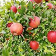 ヒメ日記 2025/10/11 08:37 投稿 えり 岐阜岐南各務原ちゃんこ