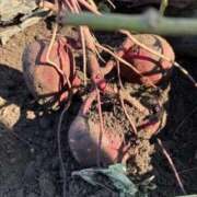 ヒメ日記 2025/11/08 18:07 投稿 えり 岐阜岐南各務原ちゃんこ