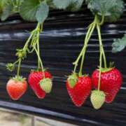 ヒメ日記 2025/05/02 21:42 投稿 きょうか sakura