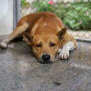 ヒメ日記 2025/09/08 21:36 投稿 あやめ 天使のゆびさき 船橋店(カサブランカグループ)