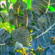 ヒメ日記 2026/01/31 10:16 投稿 あやめ 天使のゆびさき 船橋店(カサブランカグループ)