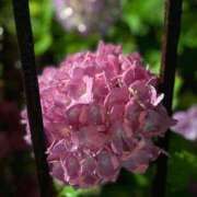 ヒメ日記 2025/05/30 13:25 投稿 一色ゆづき(いっしきゆづき) 鶯谷ナンバーワン