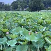 ヒメ日記 2025/07/07 22:50 投稿 一色ゆづき(いっしきゆづき) 鶯谷ナンバーワン