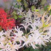 ヒメ日記 2025/09/28 14:00 投稿 一色ゆづき(いっしきゆづき) 鶯谷ナンバーワン