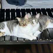 ヒメ日記 2025/04/26 07:39 投稿 あみ 丸妻 新横浜店