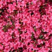 ヒメ日記 2025/04/21 12:13 投稿 せな 熟女デリヘル倶楽部