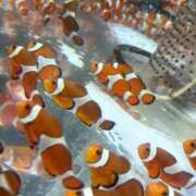 ヒメ日記 2025/07/06 10:08 投稿 ほむら 鶯谷デリヘル倶楽部