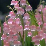 ほむら 雪💭❄️ 鶯谷デリヘル倶楽部
