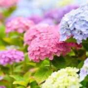 ヒメ日記 2025/06/11 15:13 投稿 まゆ 舐めフェチの会