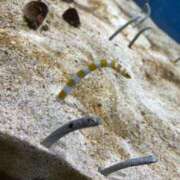 ヒメ日記 2025/06/23 21:04 投稿 まゆ 舐めフェチの会