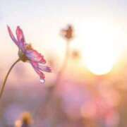 ヒメ日記 2025/05/12 05:34 投稿 はじめ（新人割引4/19まで） ウルトラグレイス24