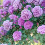 ヒメ日記 2025/05/15 15:20 投稿 はじめ（新人割引4/19まで） ウルトラグレイス24