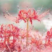 ヒメ日記 2025/10/14 19:00 投稿 はじめ（新人割引4/19まで） ウルトラグレイス24