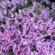 ヒメ日記 2025/04/13 21:26 投稿 望月 華恋人(カレント)