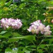 ヒメ日記 2025/05/09 16:04 投稿 はつえ 熟女の風俗最終章 八王子店