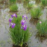 ヒメ日記 2025/06/21 20:26 投稿 はつえ 熟女の風俗最終章 所沢店