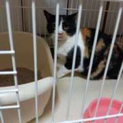 ヒメ日記 2025/11/30 17:41 投稿 ありす 奥様特急長岡店