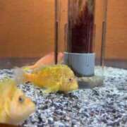 ヒメ日記 2025/05/05 04:44 投稿 えれん 奥様はエンジェル　町田店