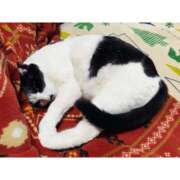 ヒメ日記 2025/04/27 15:26 投稿 なのはな 新潟市鳥屋野潟ちゃんこ