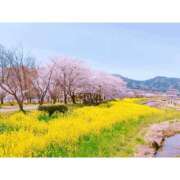 ヒメ日記 2025/05/17 22:25 投稿 なのはな 新潟市鳥屋野潟ちゃんこ