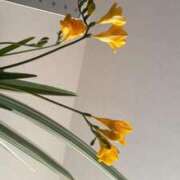 ヒメ日記 2026/01/31 12:54 投稿 かなん【超敏感爆乳彼女】 STELLA TOKYO－ステラトウキョウ－