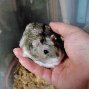 ヒメ日記 2025/04/29 23:28 投稿 しらは ぼいんWORK