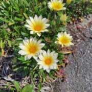 ヒメ日記 2025/05/02 11:14 投稿 しらは ぼいんWORK