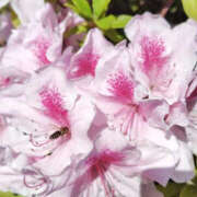 ヒメ日記 2025/05/08 17:20 投稿 しらは ぼいんWORK