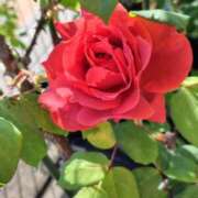 ヒメ日記 2025/05/18 21:19 投稿 しらは ぼいんWORK