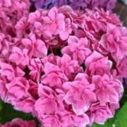 ヒメ日記 2025/05/28 18:01 投稿 しらは ぼいんWORK