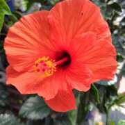 ヒメ日記 2025/06/08 20:43 投稿 しらは ぼいんWORK