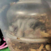 ヒメ日記 2025/06/13 05:37 投稿 しらは ぼいんWORK