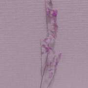 ヒメ日記 2025/05/15 13:23 投稿 ほしの 厚木人妻城