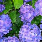 ヒメ日記 2025/06/02 14:16 投稿 さな 道玄坂クリスタル