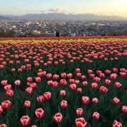 ヒメ日記 2025/04/14 20:56 投稿 ゆう 新潟市鳥屋野潟ちゃんこ