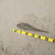 ヒメ日記 2025/09/19 13:54 投稿 (スタン)水原しずえ/地元出身 風俗イキタイいわき店