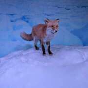 ヒメ日記 2025/11/27 21:34 投稿 (スタン)水原しずえ/地元出身 風俗イキタイいわき店