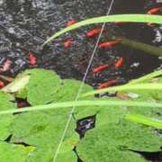 ヒメ日記 2025/09/07 19:19 投稿 かずき 完熟ばなな札幌・すすきの