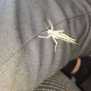 ヒメ日記 2025/04/15 19:33 投稿 うた モアグループ熊谷人妻花壇