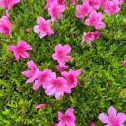 ヒメ日記 2025/05/19 13:41 投稿 梨恵(りえ) PLUS十三店