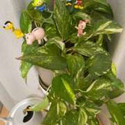 ヒメ日記 2025/05/26 21:18 投稿 梨恵(りえ) PLUS十三店